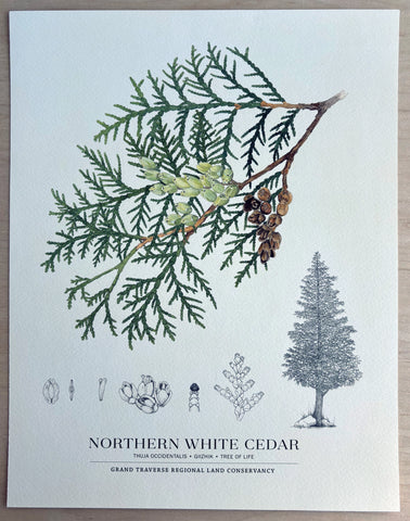 GTRLC x Dani Knoph: Tree of Life (print)