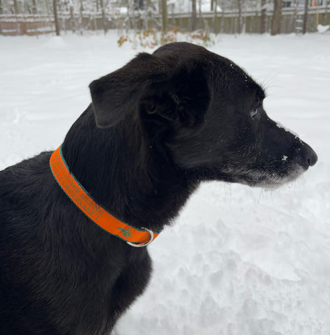 GTRLC Hunter Orange Dog Collar